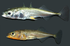 Marine (top) and freshwater (bottom) ecotypes of threespine stickleback fish. Image: Sebastian Kick