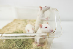 Wir nutzen Mäuse und Zebrafische als Modellorganismen in unserer Forschung