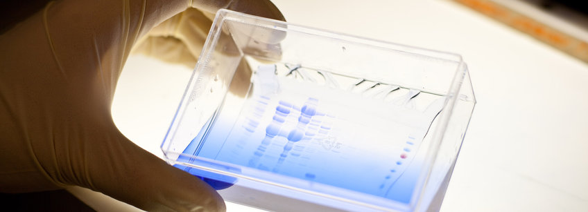 Strukturelle Biochemie der Meiose