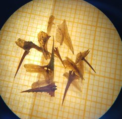 Relics from the Ice Age: these 12,000-year-old stickleback bones were found in the sediment of a freshwater lake.