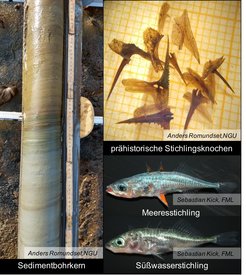 Ein Sedimentbohrkern, prähistorische Stichlingsknochen und heutige Meeres- und Süßwasserstichlinge.