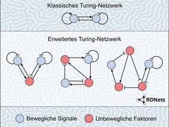 Modell eines klassischen Turing-Netzwerks im Vergleich zu erweiterten Turing-Netzwerken, die mit der Software RDNets untersucht werden können. Im Hintergrund: ein sich selbst organisierendes verschlungenes Turing-Muster, das mit der Software simuliert wurde.
