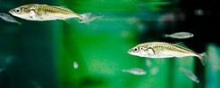 Fig 1: The threespine stickleback (Gasterosteus aculeatus)