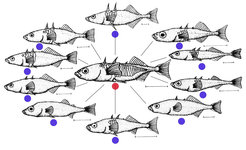 Fig. 2: In recent times, the threespine stickleback (Gasterosteus aculeatus) has undergone adaptive radiation, evolving from the typical marine ecotype (red) into freshwater ecotypes (blue) with a number of different shapes. Scale: 1 cm.