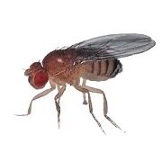 We use fruit flies as a model organism at the Friedrich Miescher Laboratory