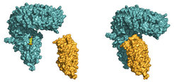 LLR domain of the receptor BRI1 (blue). In a first step, BRI1 binds the steroid hormone (yellow) to a surface pocket. This creates a docking platform for the smaller and shape-complementary LRR-domain of SERK1 (orange), which binds on top, with the steroid acting as a molecular glue.