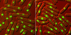 Left: Fission yeast cells with an active Aurora enzyme. The DNA (green) is distributed evenly into both daughter cells. Right: Fission yeast cells with an inhibited Aurora enzyme. The DNA is incorrectly distributed among the daughter cells.