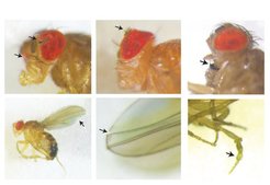 TF-HighEvo-induzierte Mutationen in vivo (durch die Pfeile gekennzeichnet) verbessern unser Verständnis von Genregulationsnetzwerken, eröffnen aber auch neue Wege für die experimentelle Evolution und das genetische Screening.