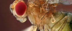 Drosophila-Fruchtfliegen als Modellorganismen für die Erforschung von Genetik und Krankheiten wie Diabetes.