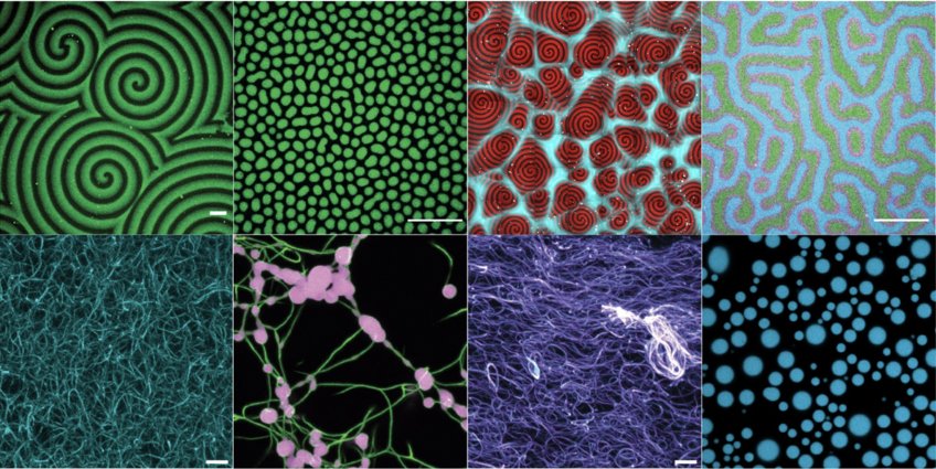Synthetic Biology Approaches to Pattern Formation Synthetic Biology Approaches to Pattern Formation